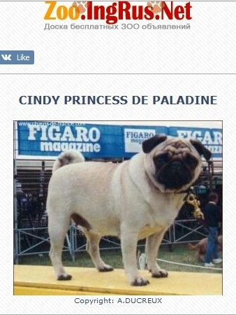 Cindy Princess de paladine