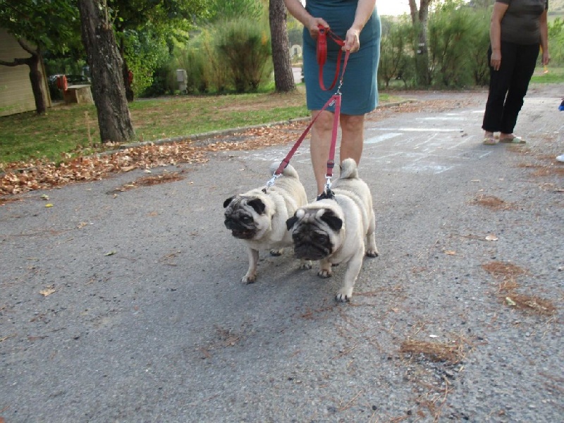 Bella De la colline maya